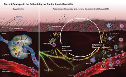 Experimental models for canine atopic dermatitis and pruritus in dogs Experimental models for canine atopic dermatitis and pruritus in dogs