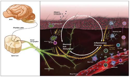 Experimental models for canine atopic dermatitis and pruritus in dogs Experimental models for canine atopic dermatitis and pruritus in dogs