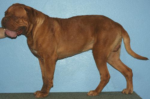 Un cas de folliculite bactérienne chez un dogue de Bordeaux Un cas de folliculite bactérienne chez un dogue de Bordeaux