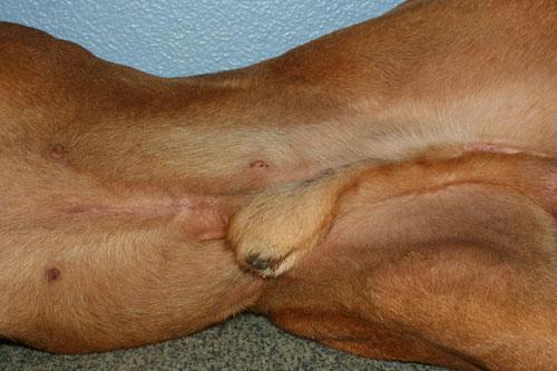 Un cas de folliculite bactérienne chez un dogue de Bordeaux Un cas de folliculite bactérienne chez un dogue de Bordeaux
