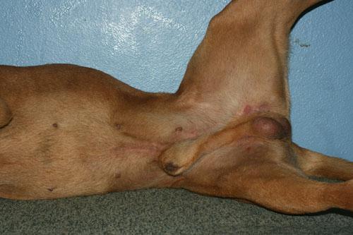 Un cas de folliculite bactérienne chez un dogue de Bordeaux Un cas de folliculite bactérienne chez un dogue de Bordeaux