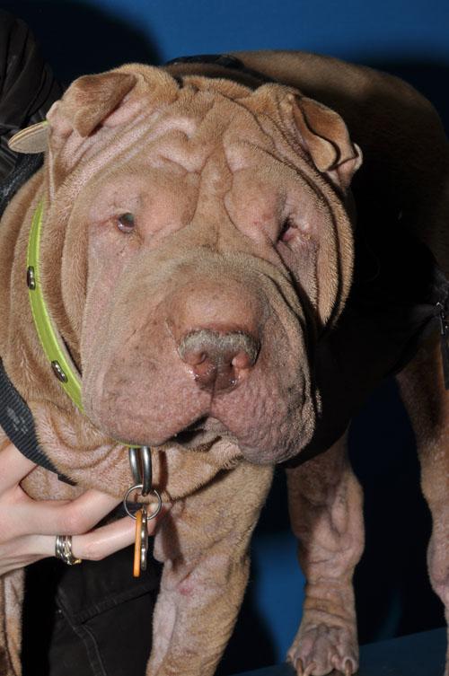 Gestion des crises atopiques chez une chienne Sharpei Gestion des crises atopiques chez une chienne Sharpei