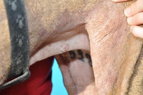 Gestion des crises atopiques chez une chienne Sharpei Gestion des crises atopiques chez une chienne Sharpei