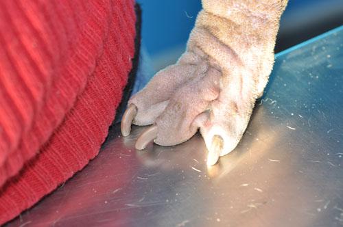 Gestion des crises atopiques chez une chienne Sharpei Gestion des crises atopiques chez une chienne Sharpei