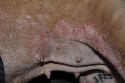 Gestion des crises atopiques chez une chienne Sharpei Gestion des crises atopiques chez une chienne Sharpei
