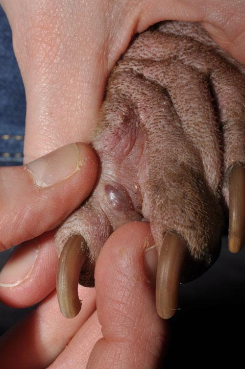Gestion des crises atopiques chez une chienne Sharpei Gestion des crises atopiques chez une chienne Sharpei