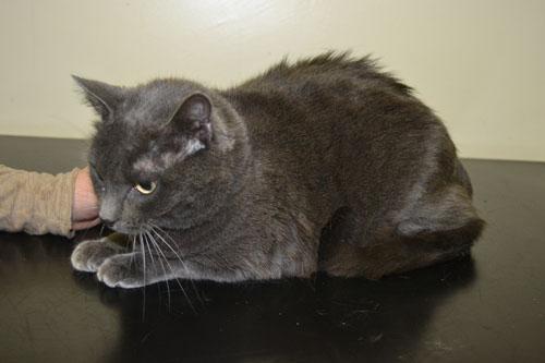 Un cas d'allergie à la salive de puces chez un chat