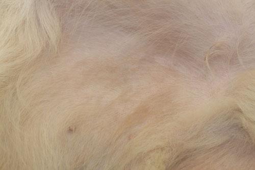Un cas de pyodermite superficielle chez un Golden retriever Un cas de pyodermite superficielle chez un Golden retriever
