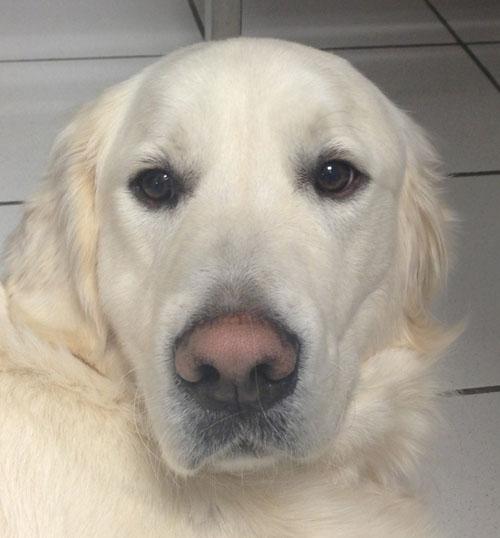 Un cas de pyodermite superficielle chez un Golden retriever Un cas de pyodermite superficielle chez un Golden retriever
