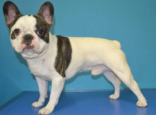 Un cas de dermatite atopique chez un Bouledogue français Un cas de dermatite atopique chez un Bouledogue français