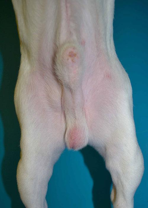 Un cas de dermatite atopique chez un Bouledogue français Un cas de dermatite atopique chez un Bouledogue français