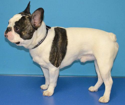 Un cas de dermatite atopique chez un Bouledogue français Un cas de dermatite atopique chez un Bouledogue français