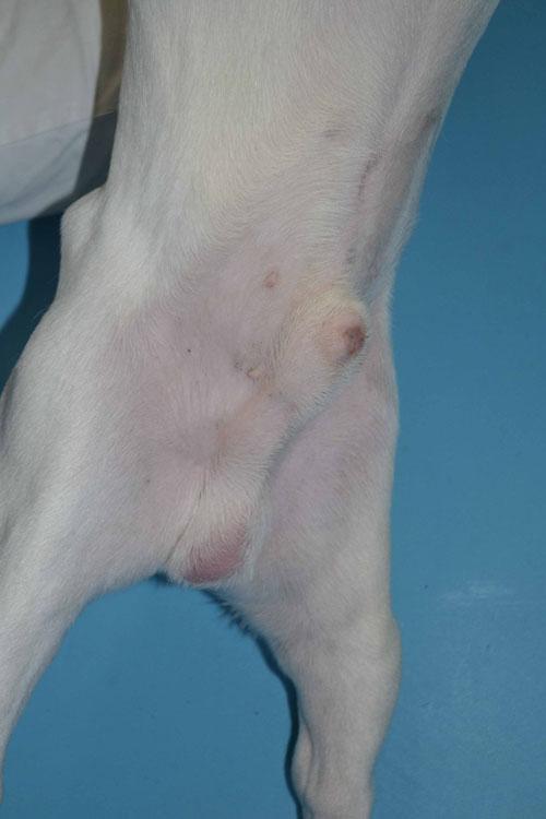 Un cas de dermatite atopique chez un Bouledogue français Un cas de dermatite atopique chez un Bouledogue français