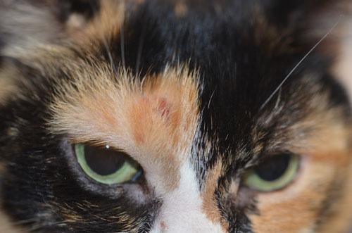 Un cas de prurit cervico-facial félin du à une allergie à la salive de puces Un cas de prurit cervico-facial félin du à une allergie à la salive de puces