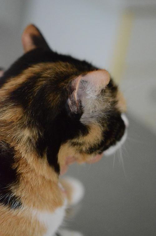 Un cas de prurit cervico-facial félin du à une allergie à la salive de puces Un cas de prurit cervico-facial félin du à une allergie à la salive de puces