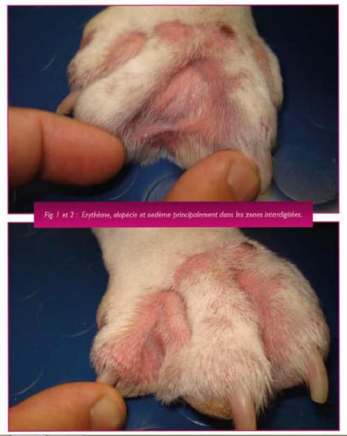 Un cas de pododermatite chez un Bouledogue atteint de dermatite atopique Un cas de pododermatite chez un Bouledogue atteint de dermatite atopique