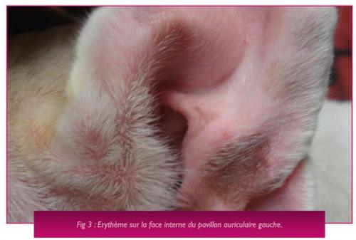 Un cas de pododermatite chez un Bouledogue atteint de dermatite atopique Un cas de pododermatite chez un Bouledogue atteint de dermatite atopique