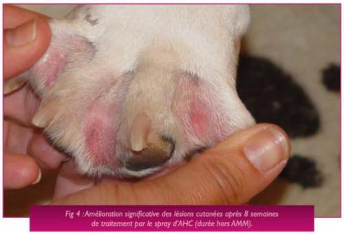 Un cas de pododermatite chez un Bouledogue atteint de dermatite atopique Un cas de pododermatite chez un Bouledogue atteint de dermatite atopique