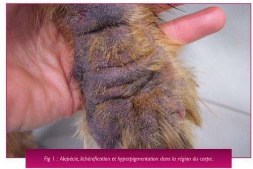 Un cas de dermatite atopique chronique associée à un hyperadrénocorticisme iatrogène chez un Cocker Un cas de dermatite atopique chronique associée à un hyperadrénocorticisme iatrogène chez un Cocker