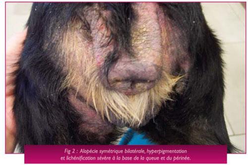 Un cas de dermatite atopique chronique associée à un hyperadrénocorticisme iatrogène chez un Cocker Un cas de dermatite atopique chronique associée à un hyperadrénocorticisme iatrogène chez un Cocker