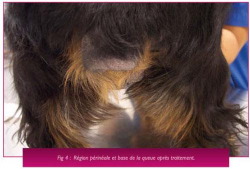 Un cas de dermatite atopique chronique associée à un hyperadrénocorticisme iatrogène chez un Cocker Un cas de dermatite atopique chronique associée à un hyperadrénocorticisme iatrogène chez un Cocker