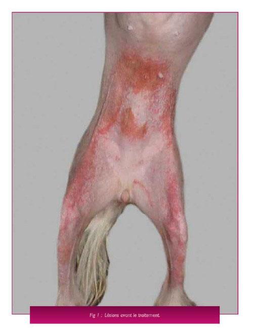 Un cas d'allergie de contact chronique liée à une allergie de contact chez un chien chinois à crête Un cas d'allergie de contact chronique liée à une allergie de contact chez un chien chinois à crête