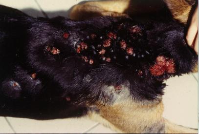 Un cas atypique de furonculose éosinophilique