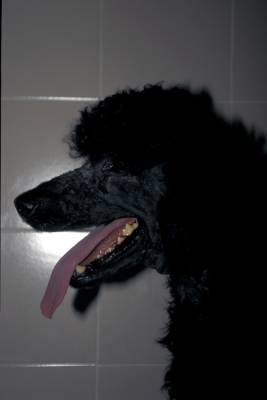 cas-dadenite-sebacee-granulomateuse-chez-un-caniche-royal2