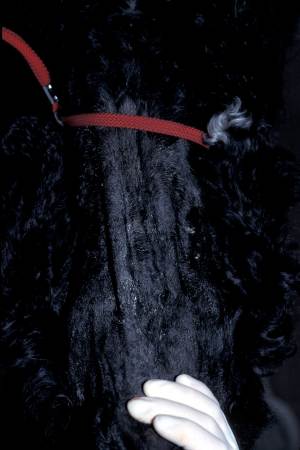 cas-dadenite-sebacee-granulomateuse-chez-un-caniche-royal3