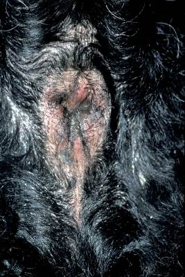 cas-dadenite-sebacee-granulomateuse-chez-un-caniche-royal4