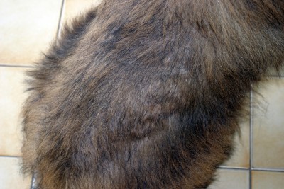 cas-dadenite-sebacee-granulomateuse-chez-un-terwueren1