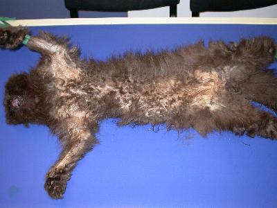 cas-dalopecie-paraneoplasique-pancreatique-feline1