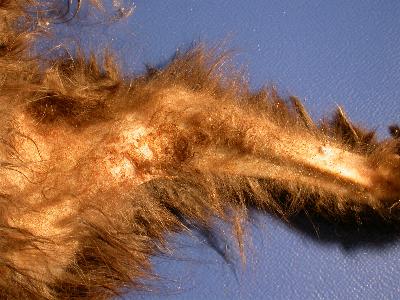 cas-dalopecie-paraneoplasique-pancreatique-feline4