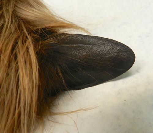 Un cas d'alopécie en patron chez un Yorkshire terrier