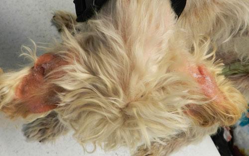 Un cas d'alopécie en patron chez un Yorkshire terrier
