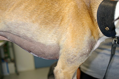 Un cas d'alopécie en patron cas-dalopecie-patron3