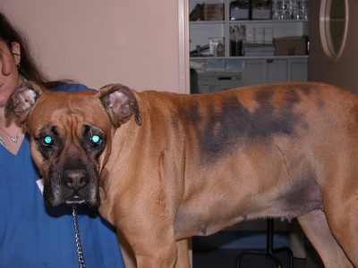 cas-dalopecie-recurrente-flancs-canine1