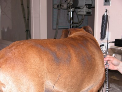 cas-dalopecie-recurrente-flancs-canine3