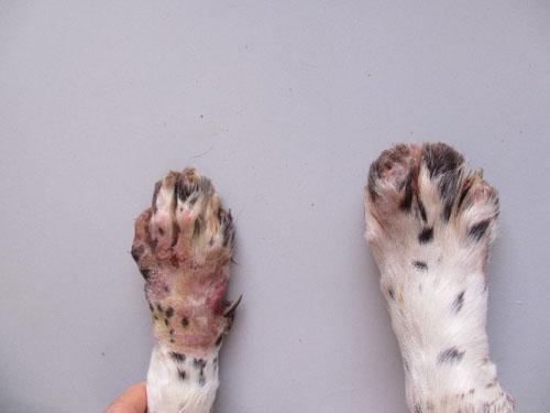 cas-dauto-mutilation-podale-chez-epagneul-francais-6mois_20