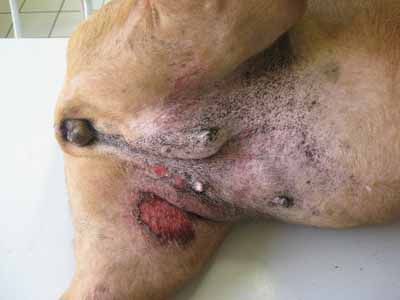 cas-de-carcinomatose-mammaire6