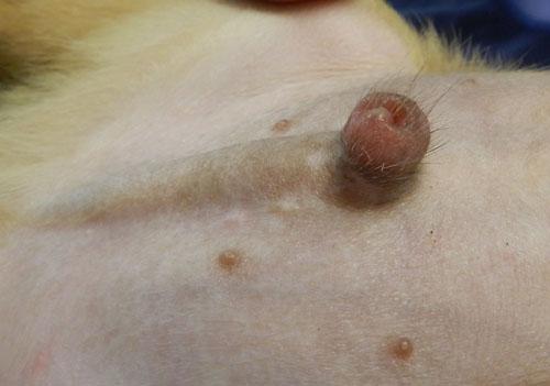 Un cas de cellulite juévenile chez un Pinsher