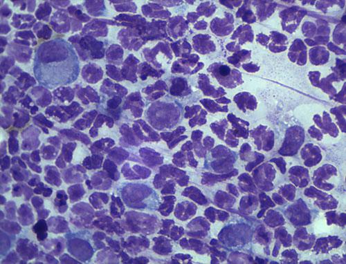 Un cas de cellulite juévenile chez un Pinsher