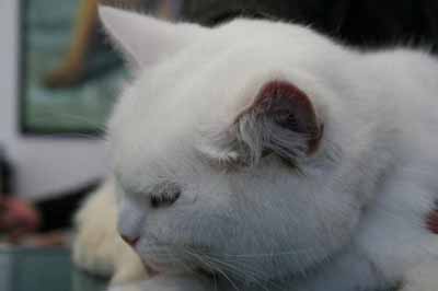 cas-de-chondrite-auriculaire-feline1