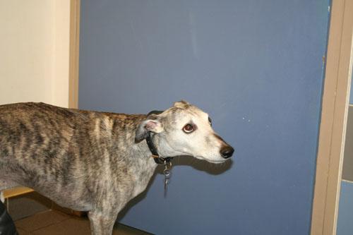 cas-de-dermatite-a-malassezia-inhabituelle-associee-a-maladie-de-cushing-chez-chien0