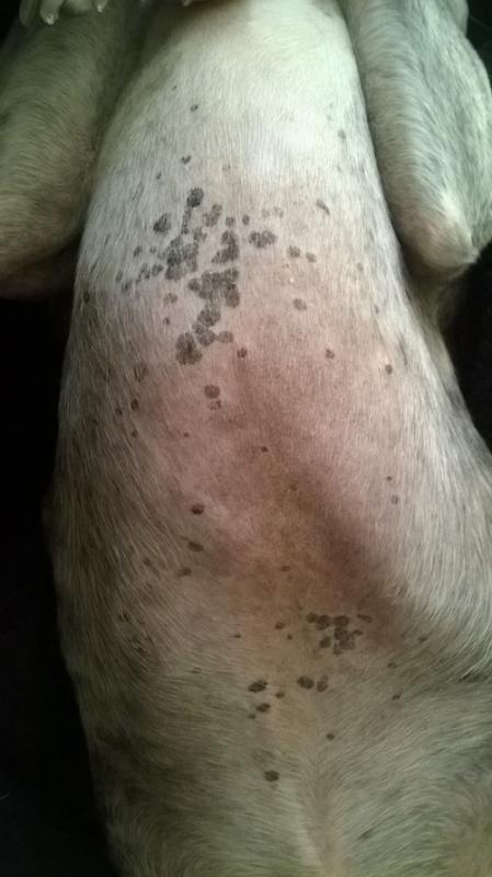 cas-de-dermatite-a-malassezia-inhabituelle-associee-a-maladie-de-cushing-chez-chien1