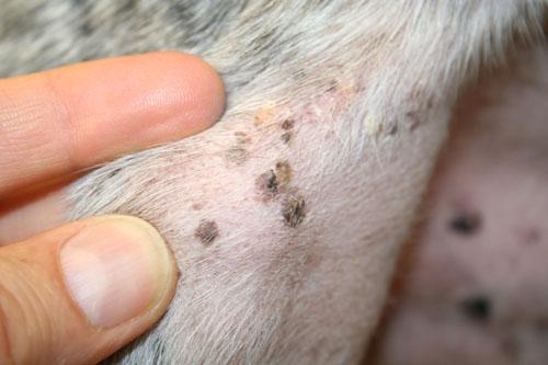 cas-de-dermatite-a-malassezia-inhabituelle-associee-a-maladie-de-cushing-chez-chien3