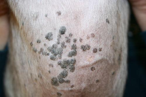 cas-de-dermatite-a-malassezia-inhabituelle-associee-a-maladie-de-cushing-chez-chien5
