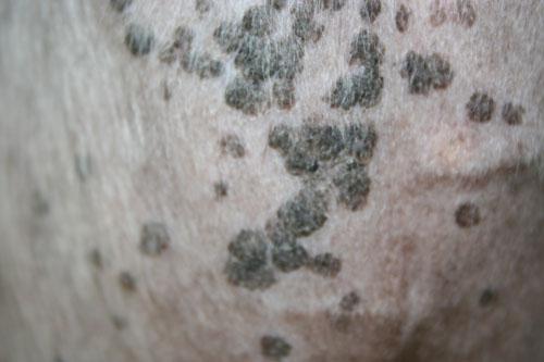 cas-de-dermatite-a-malassezia-inhabituelle-associee-a-maladie-de-cushing-chez-chien6