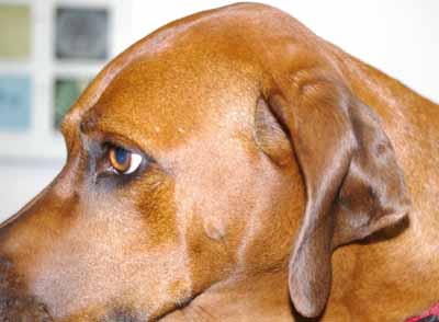 cas-de-dermatite-allergique-chez-rhodesian-ridgeback0