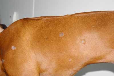 cas-de-dermatite-allergique-chez-rhodesian-ridgeback1
